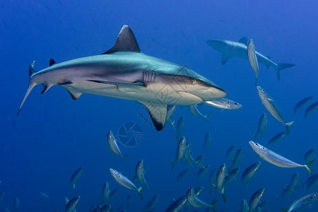 灰色鲨鱼颌骨准备攻击水下关闭了肖像图片
