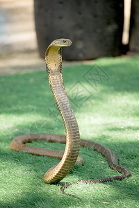 科布拉王蛇是世界上最长的毒蛇在蛇养殖场表演中图片