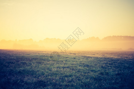 美丽的清晨草原风雾茂密的草地照片带有古图片