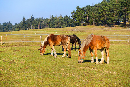 牧场上的马匹有森林和蓝天图片