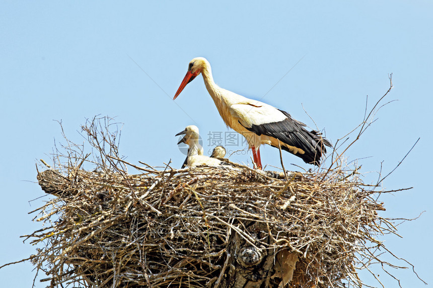 怀着幼小婴儿的白鹤在巢中Ciconiac图片