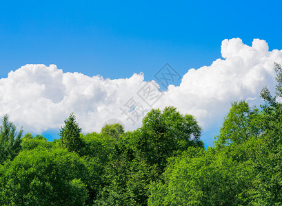 蓝天中的树木和云彩图片