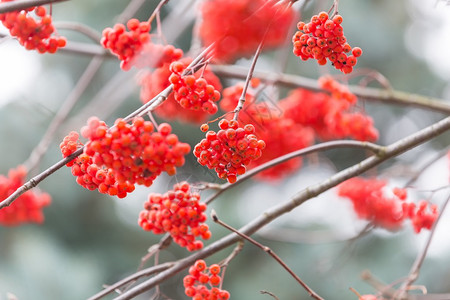 秋天多云的天气下树枝枯萎的红莓图片