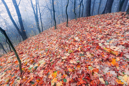美丽的雾林秋季景观与落叶和老树干波兰森林的深秋宁图片
