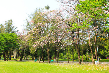 绿色城市公园图片