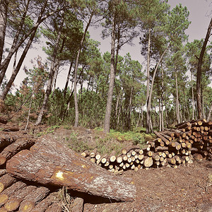 在葡萄牙森林的伐木图片