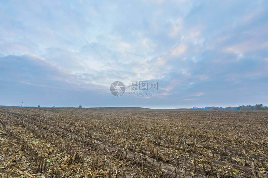 收割玉米后坚固的田地秋冬或初冬风景图片