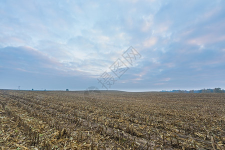 收割玉米后坚固的田地秋冬或初冬风景图片