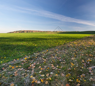 秋天的农村风景中有青玉米田地和图片