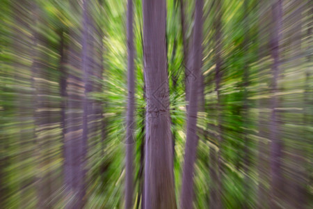夏季森林中树木的抽象运动模糊图片