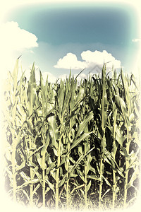 德国南巴伐利亚的玉米种植图片