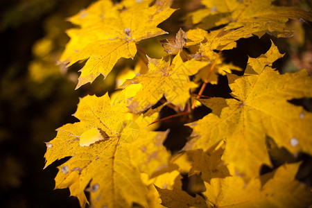 美丽的秋黄色叶50毫米透图片