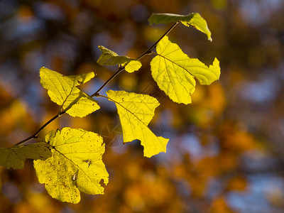 森林中的秋天背景图片