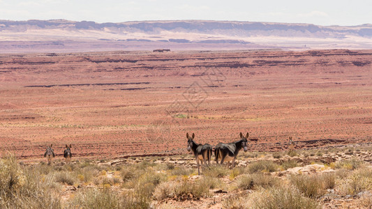在美国纪念碑谷的沙漠中放牧的驴子图片