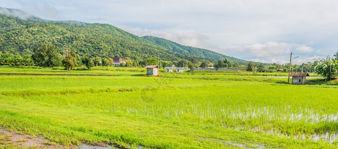 明亮的天空和背景中的山峰在稻田上阳光图片