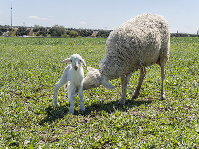 刚出生的羔羊和他的母亲在草地上图片