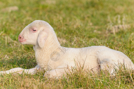躺在草地上的羔羊肖像图片