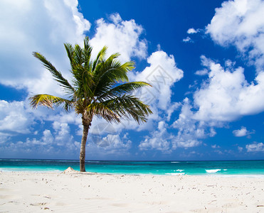 热带海滩沙滩上有海浪和棕榈树图片