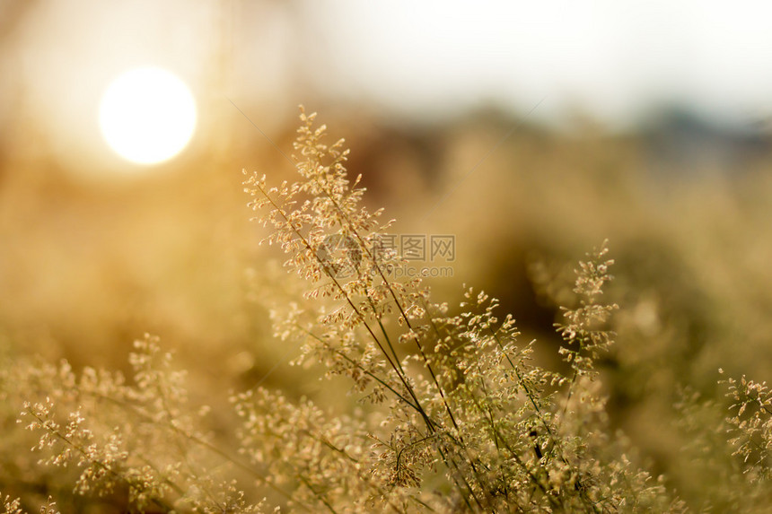 小花草和阳光图片