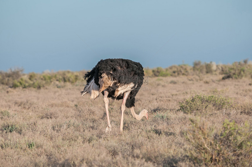 南非Karoo公园OstrichStruuthiocu图片