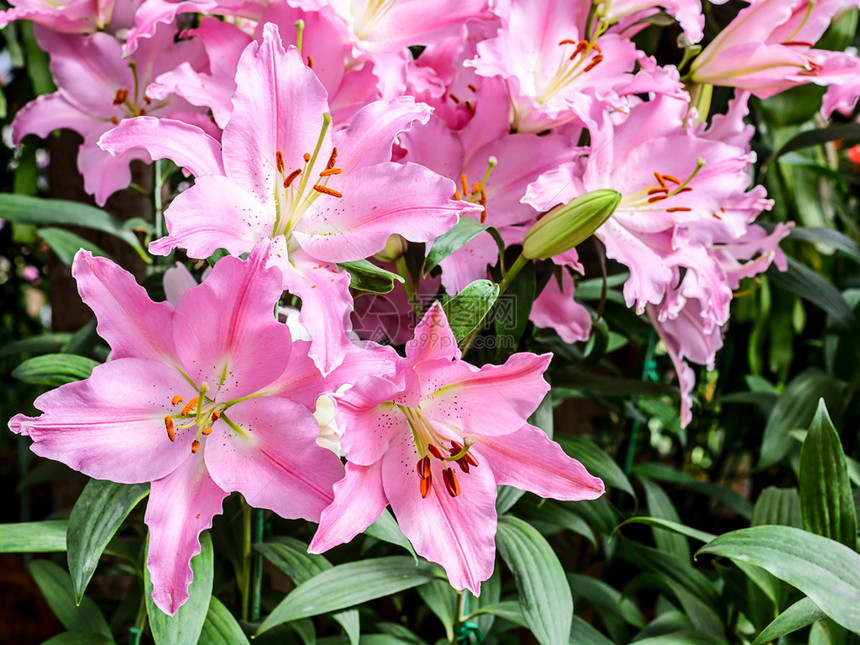 花园里盛开的百合花图片