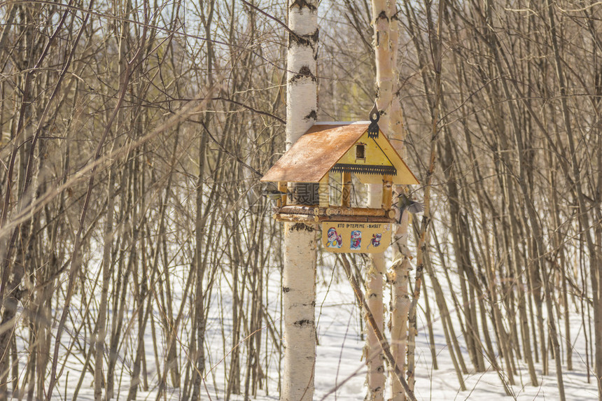 秋冬季森林滑雪日的女人图片