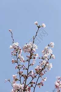 樱花春天开花的分支在蓝天的图片