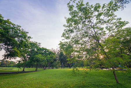 绿色草地和城市公园的树林公图片