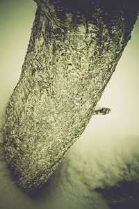 冬树无叶枝复古照片效果背景图片