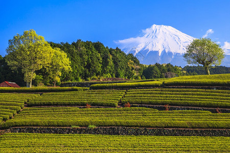 日本绿茶种植园和富士山日本静冈图片