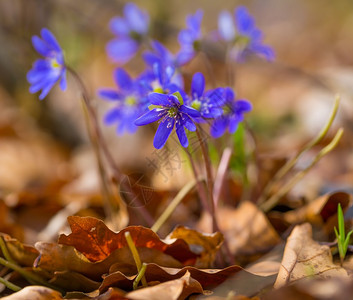 在春光林中拍摄的美丽蓝春季脏Hepaticano图片