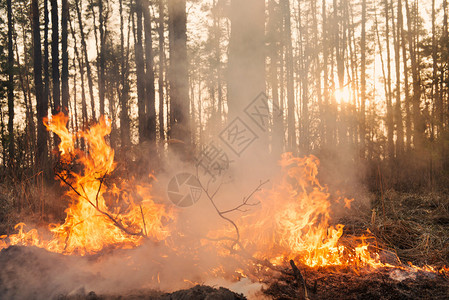 森林火灾的进展背景图片