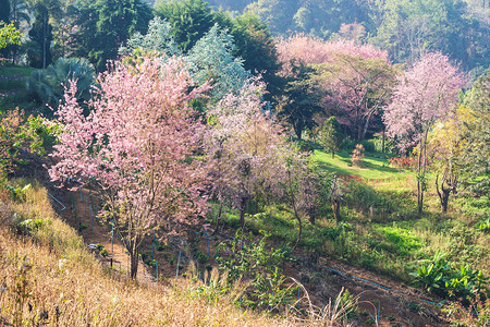 泰国清迈山冬季的美丽花朵粉红野生黑图片