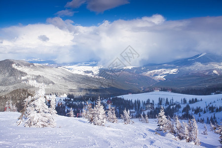 山腰上的冬雾和雪覆盖的冷杉圣诞树图片