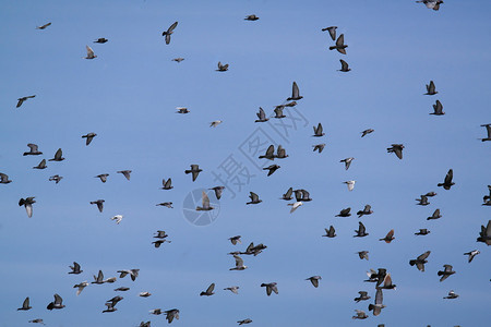 鸽子在蓝天上飞翔图片