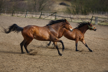 春天在肮脏的草地上奔跑的马群图片