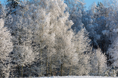 冬天的雪树枝覆盖着冰霜或积雪树枝大图片