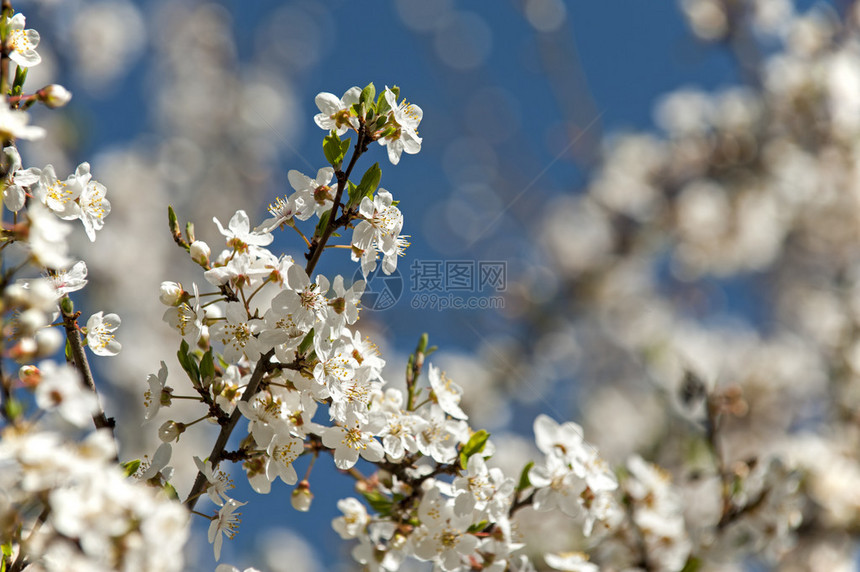 春天盛开的樱花映衬着蓝天图片