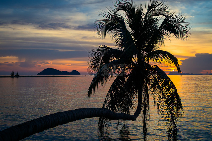日落时的椰子棕榈树周光图片