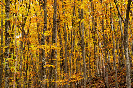 秋天的森林背景秋天的风景图片