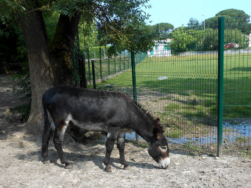 Donkey农图片