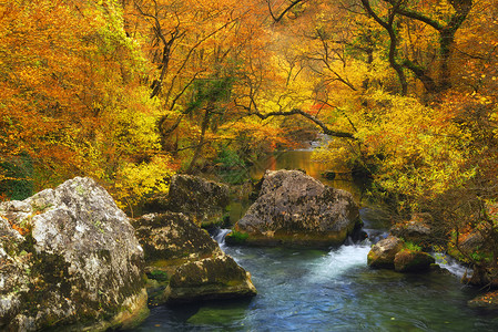 秋天森林里的小溪秋天的风景图片