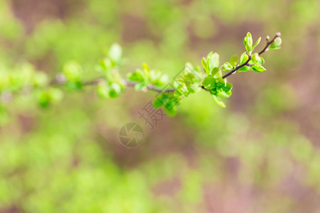 春灌丛青绿树叶清新图片