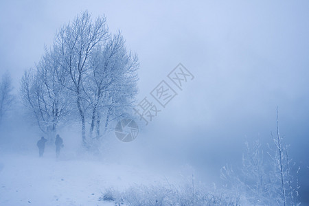 霜雾中的冬树图片