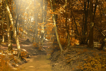 美丽秋天公园的小溪图片