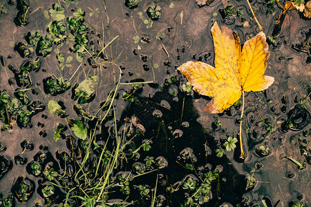 水面上的黄秋叶图片