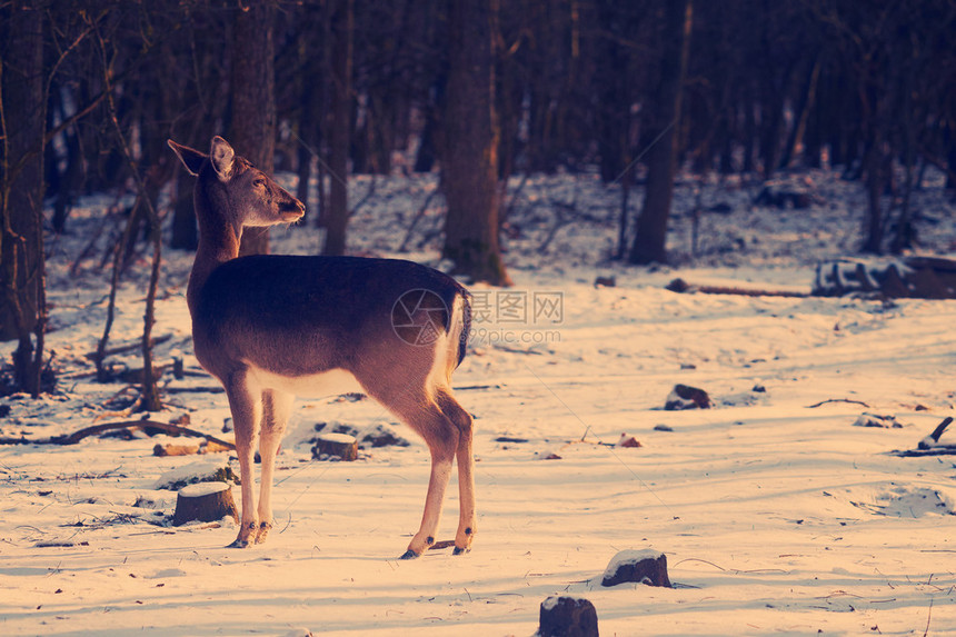 冬季森林中的雌鹿图片