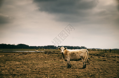 绿野牛放牧图片