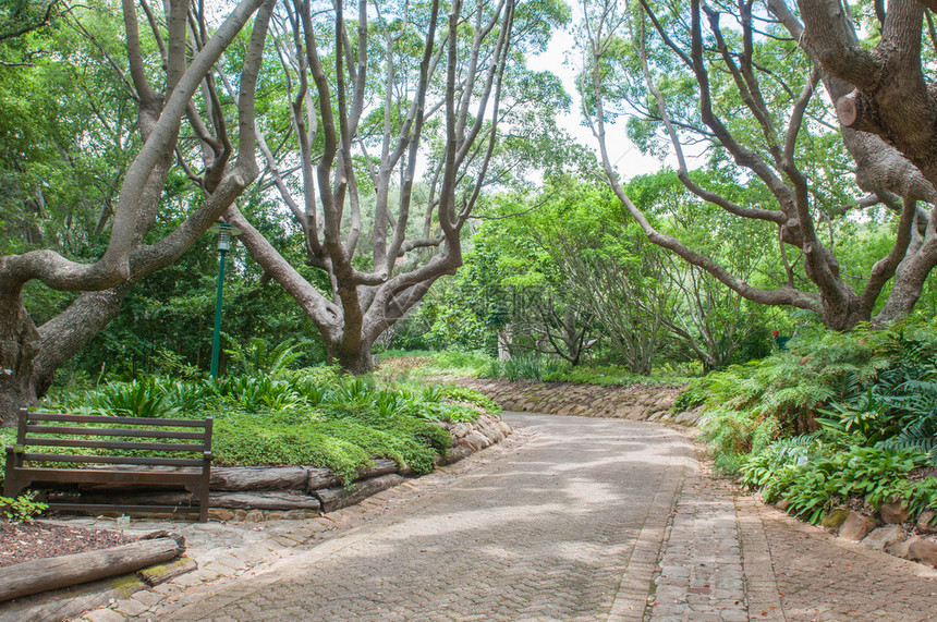 开普敦新兰州Kirstenbosch植物园中一条图片