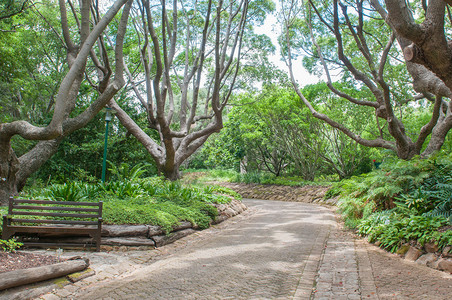 开普敦新兰州Kirstenbosch植物园中一条高清图片